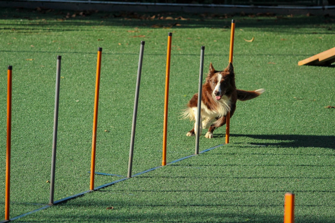 Pembroke Welsh Corgi Training Agility