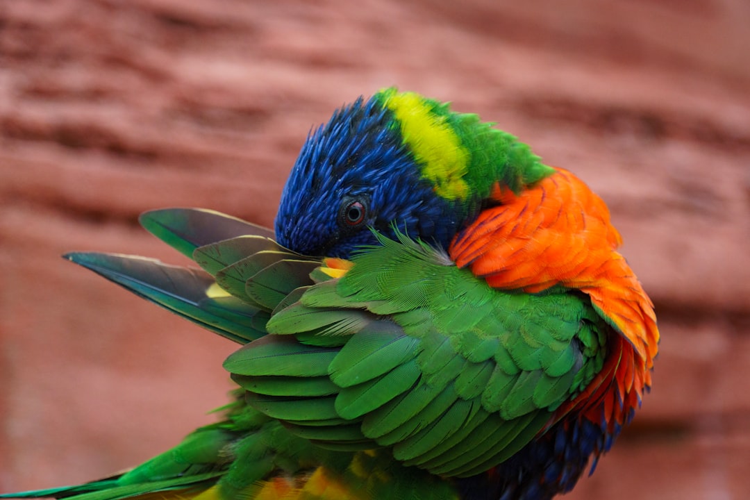 Rainbow Lorikeet Exotic Pet Colorful Feathers