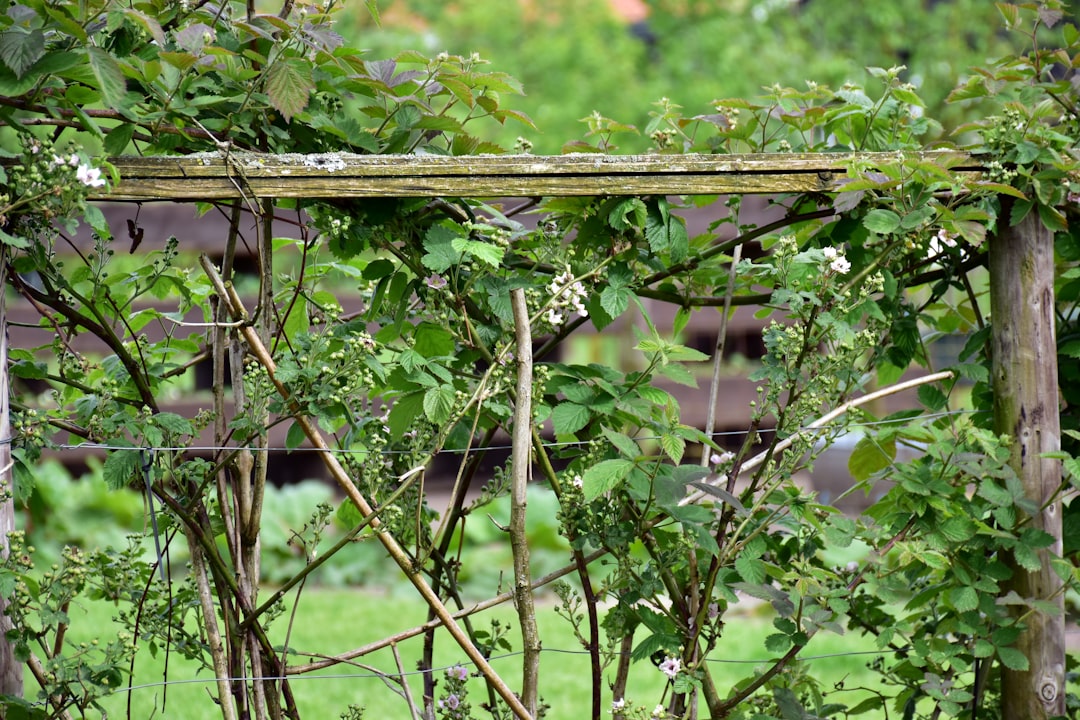 Woven Branch Fencing Garden DIY