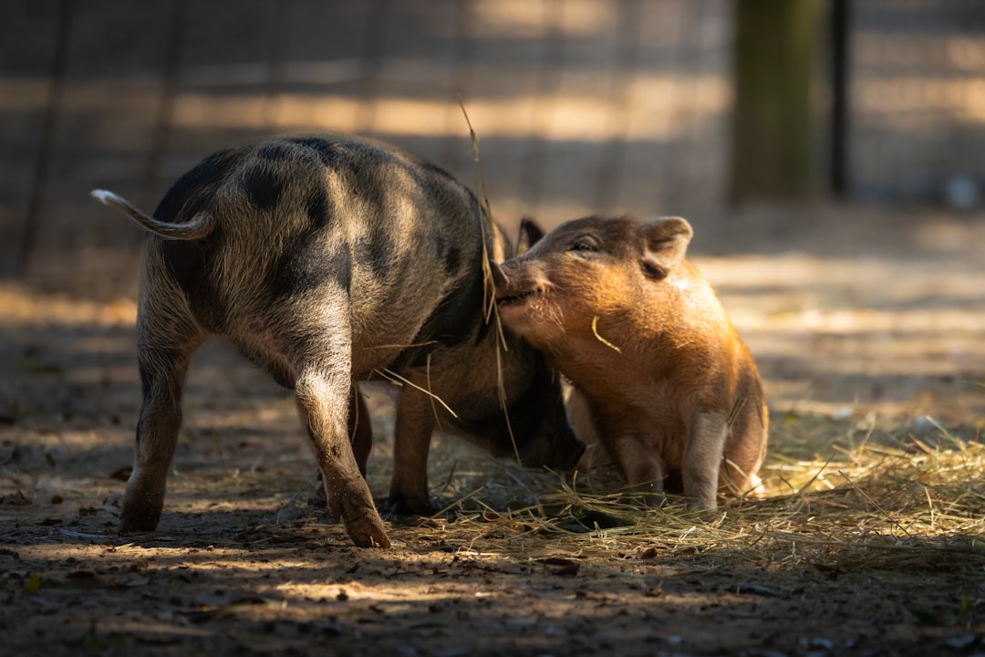 Smart Pigs Learning Tasks Social Behavior Self Awareness