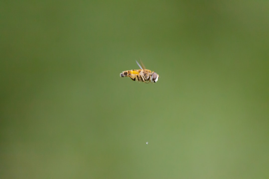 Honeybee Waggle Dance Communication Counting Intelligence