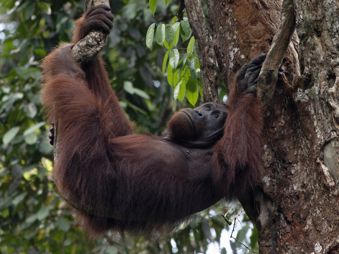Orangutan Using Tools In The Wild