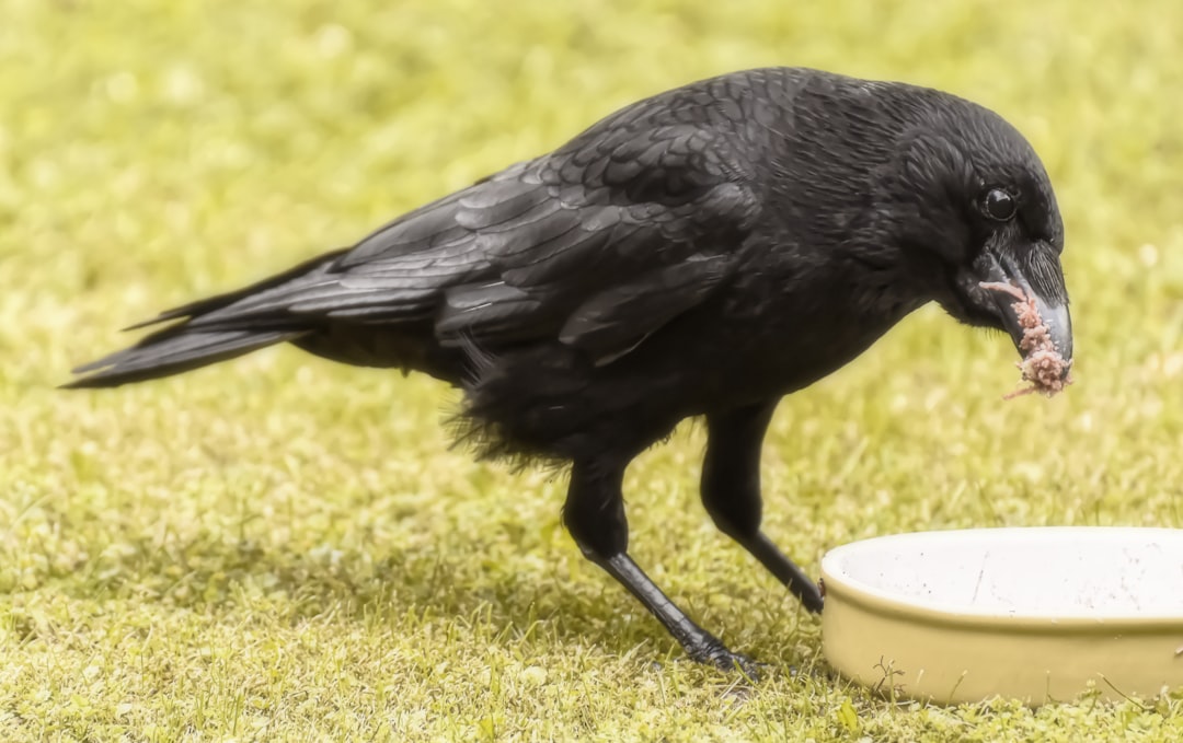 Smart Ravens Planning Hiding Food Social Behavior