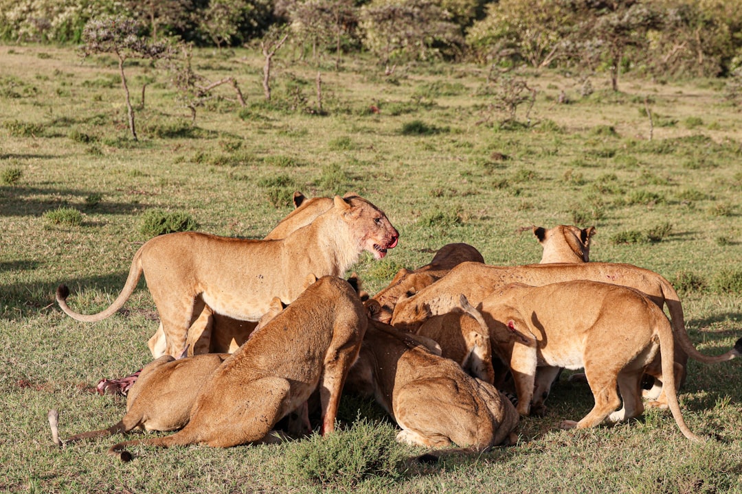 African Lion Social Behavior Teamwork Hunting