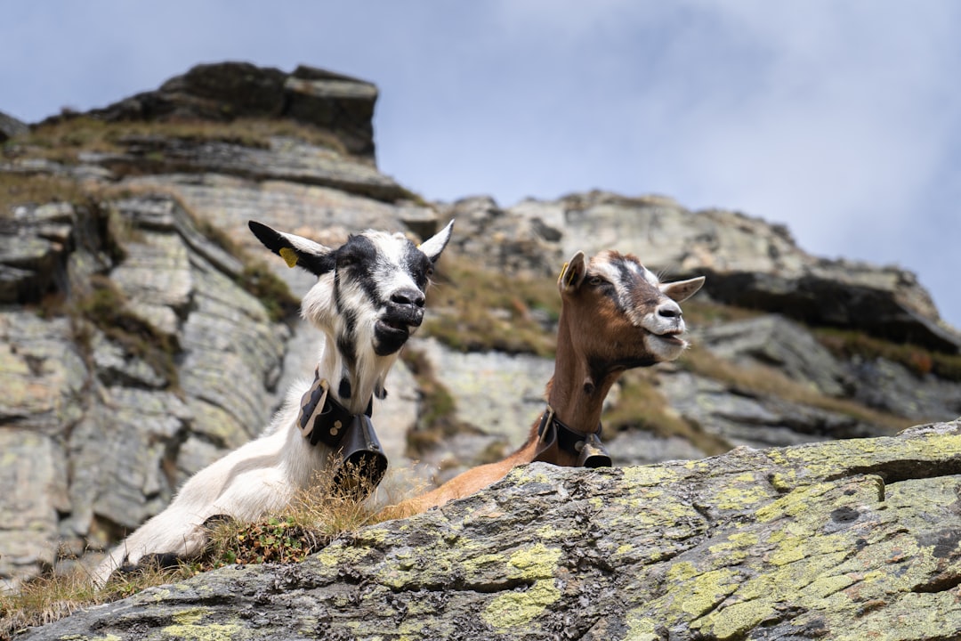 Smart Goats Solving Puzzles