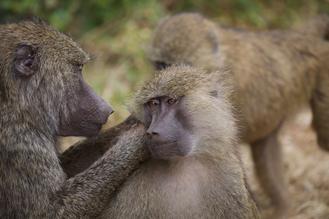 Baboons Social Behavior Communication Intelligence