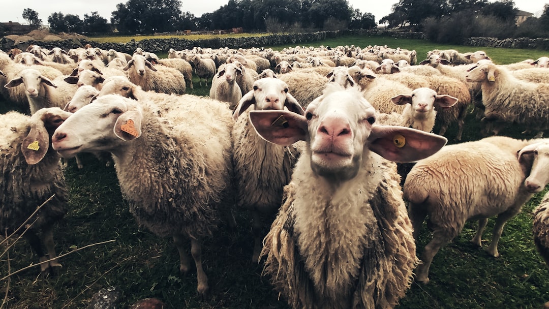 Sheep Recognizing Faces