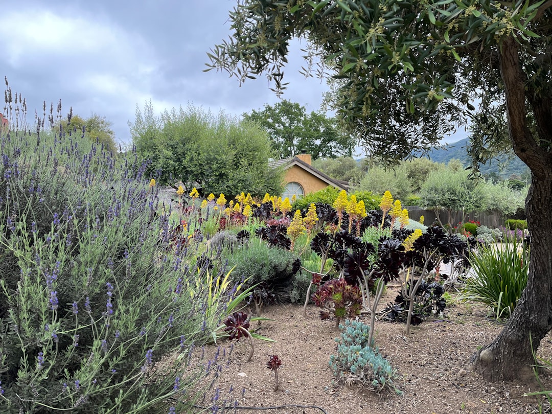Low Maintenance Landscaping Native Plants Xeriscaping Drought Resistant Garden