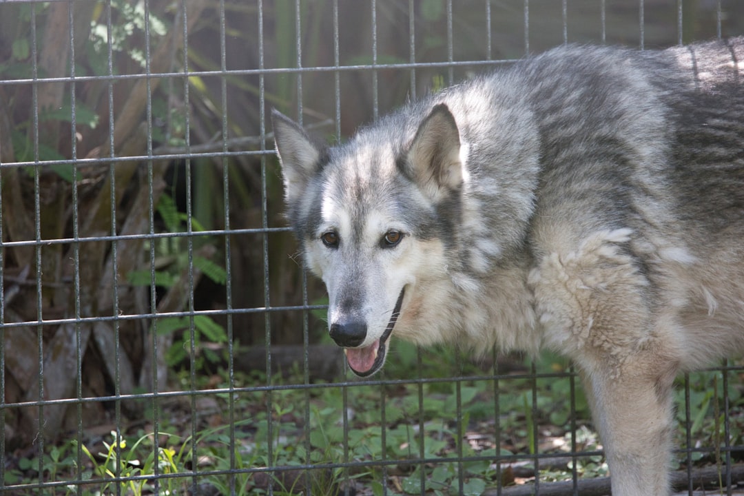 Wolf Hybrid Aggressive Dog Breed