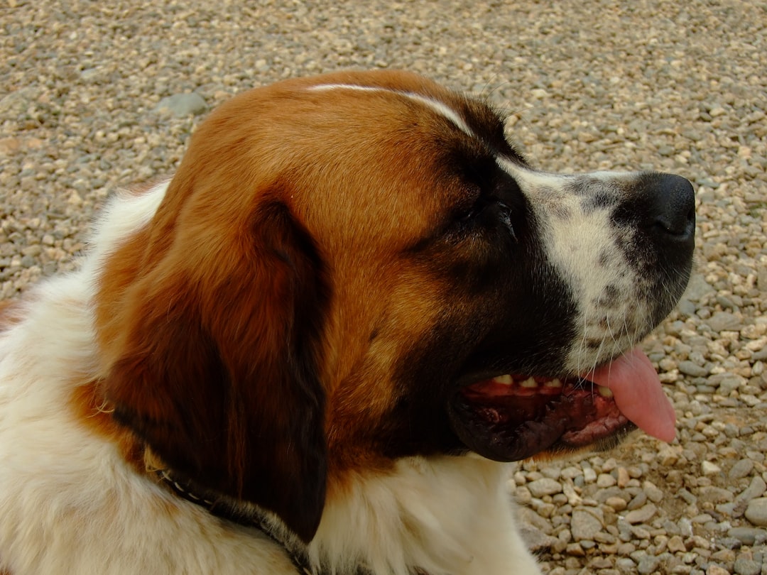 Saint Bernard Aggressive Dog Breed