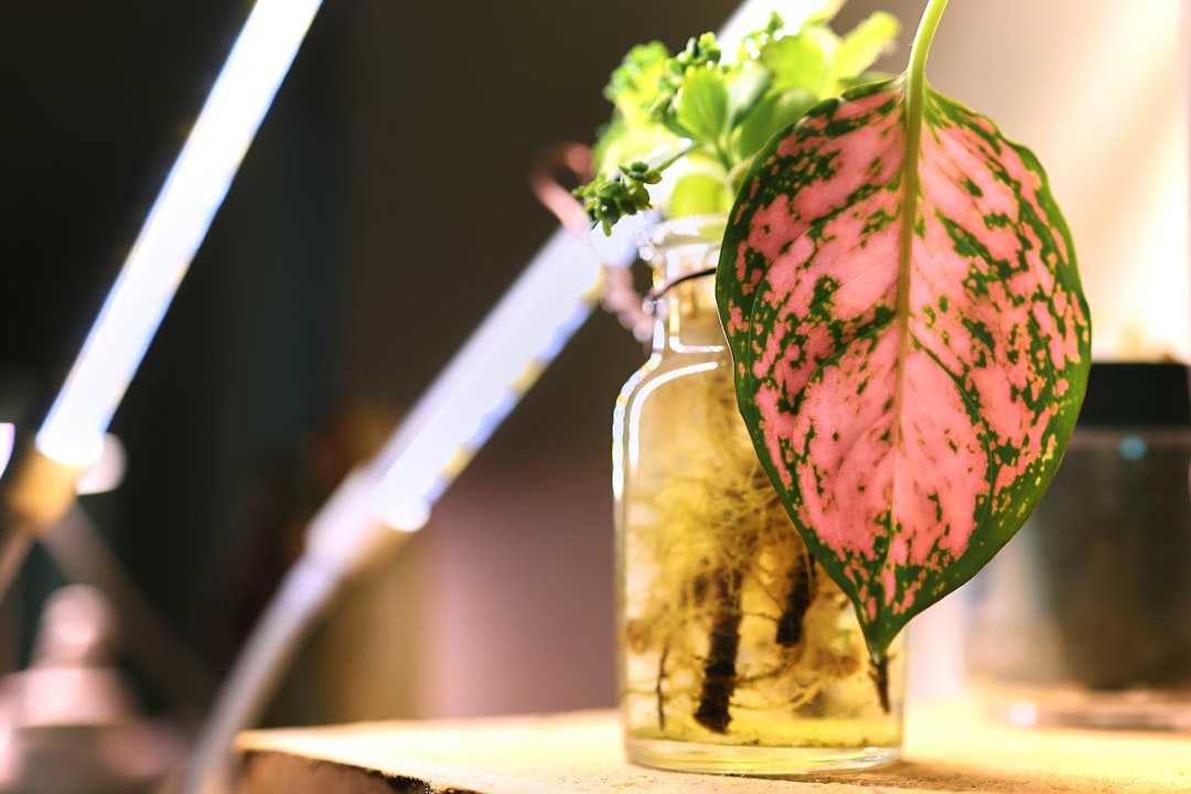 Houseplant Care For Beginners