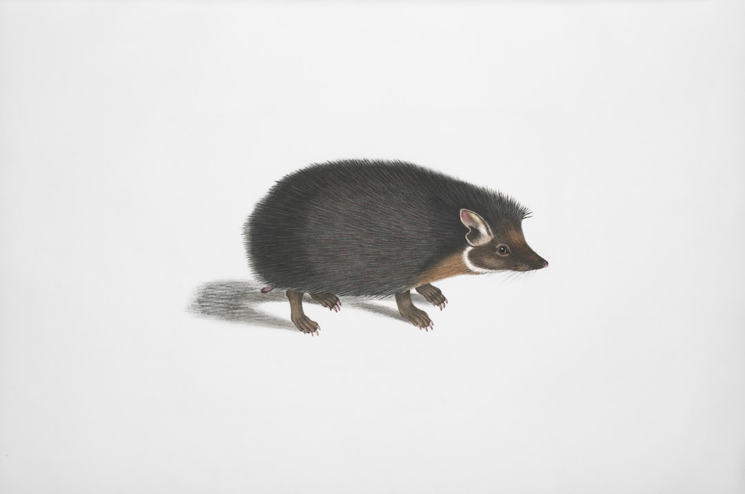 Short-tailed Shrew 
