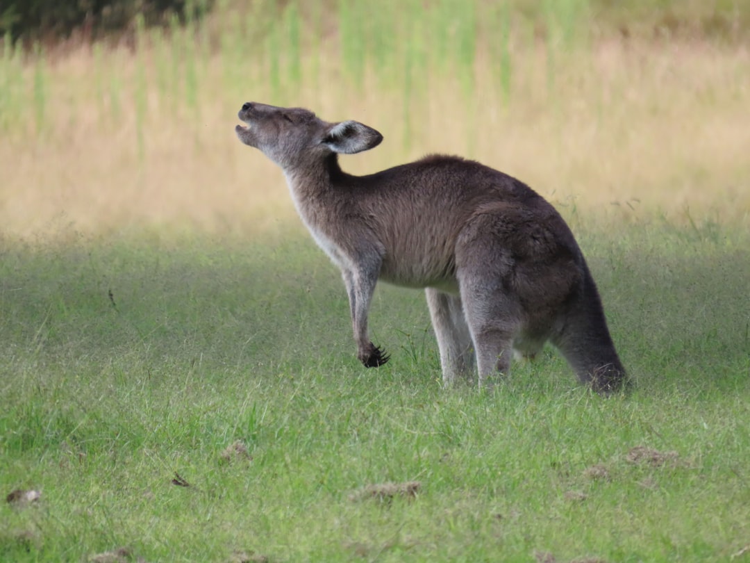 Kangaroo Powerful Wild Animal