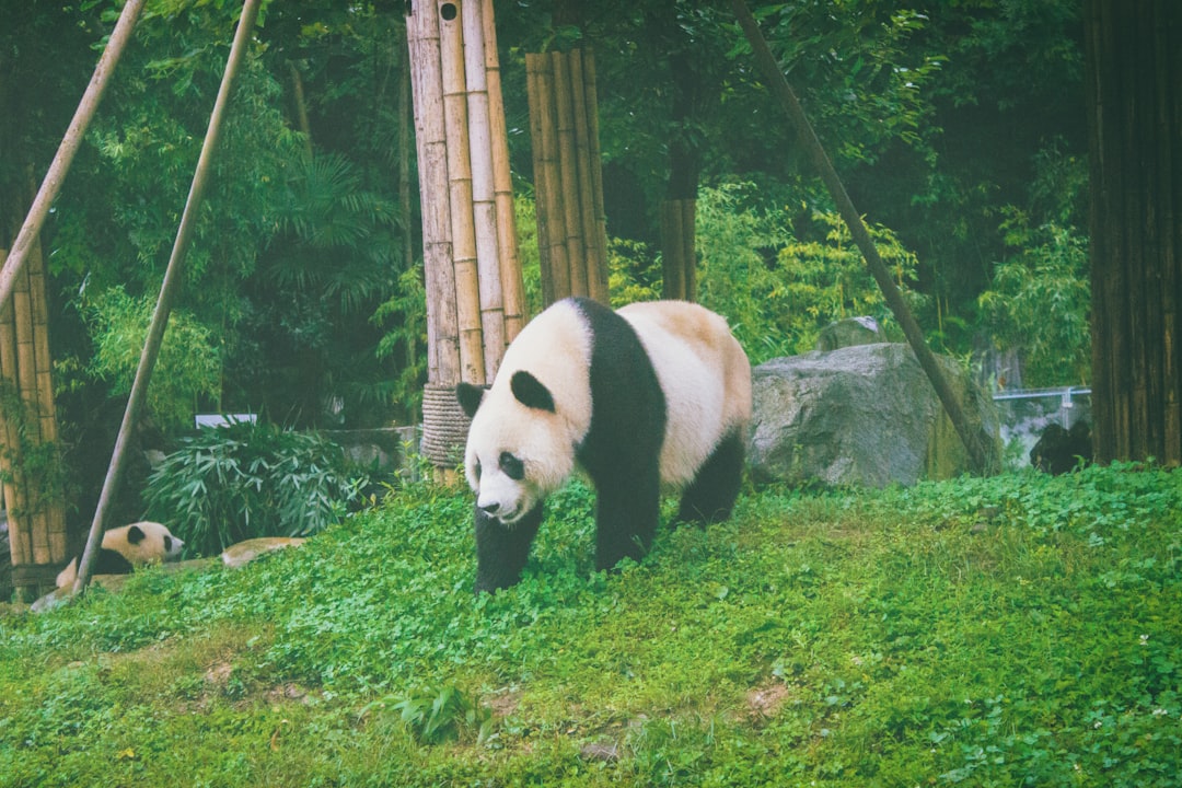 Giant Panda Dangerous Behavior
