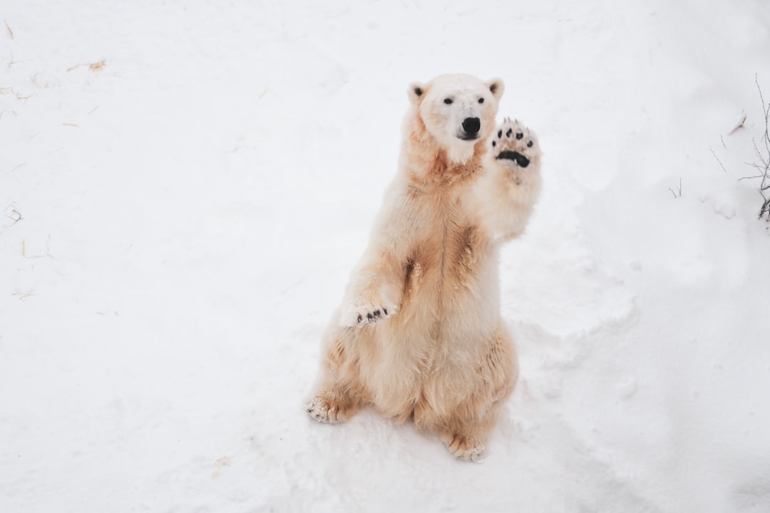 Polar Bear Dangerous Cute