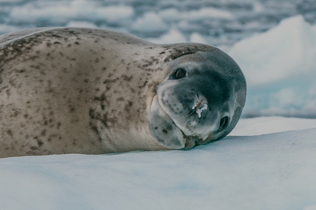 Leopard Seal Smiling Predator Antarctic