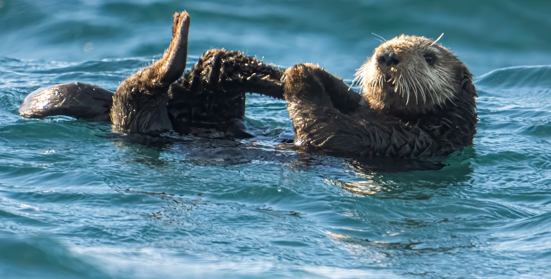 Cute Sea Otter Dangerous Behavior