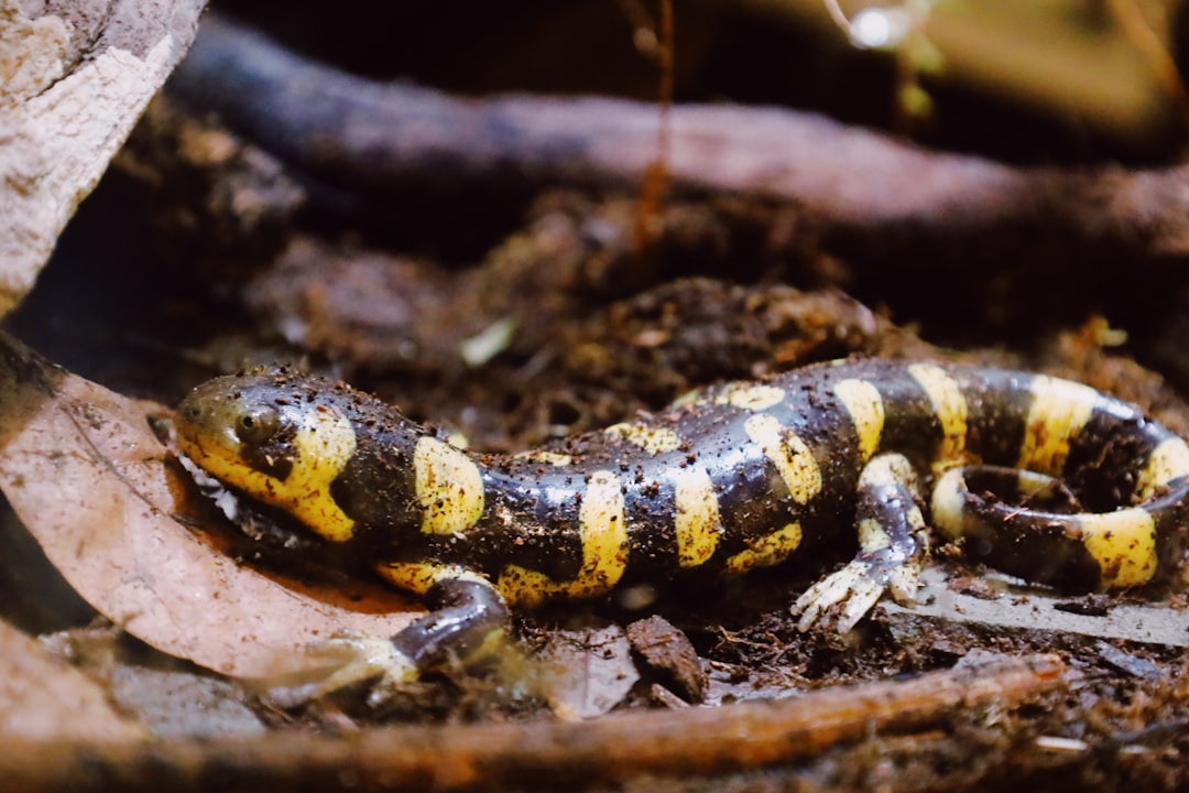 Fire Salamander Black Yellow Patterns Dangerous Amphibian