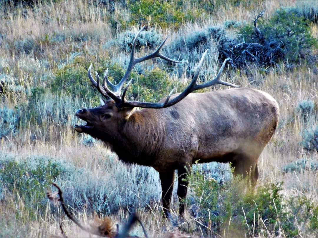 Aggressive Bull Elk In National Park