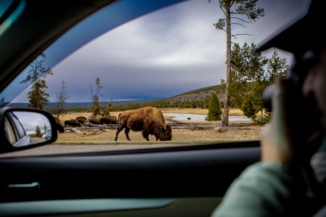 American Bison In Yellowstone National Park