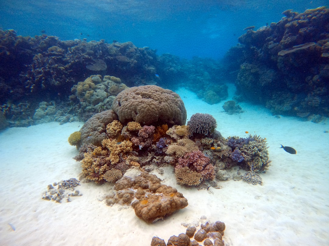 La Digue Seychelles Beaches Granite Boulders Coral Reefs