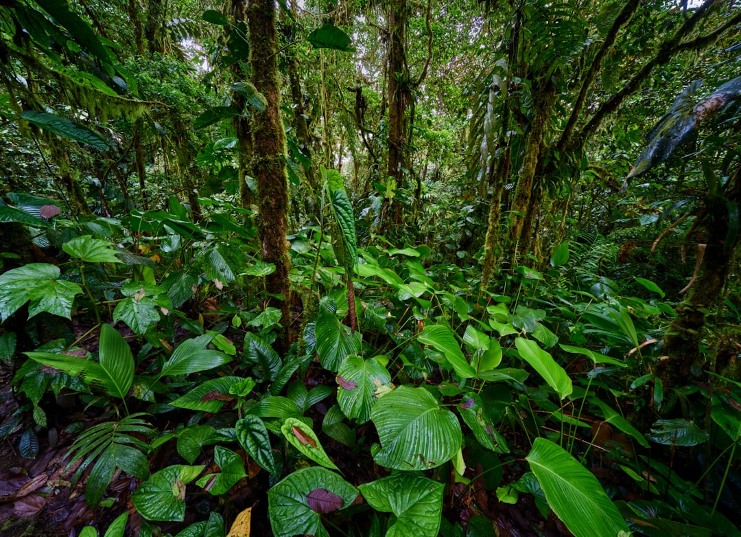 St Lucia Pitons Rainforest Cocoa Plantations