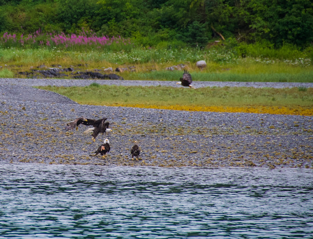 Isle Of Skye Landscape Old Man Of Storr Quiraing Fairy Pools Wildlife Sea Eagles Otters