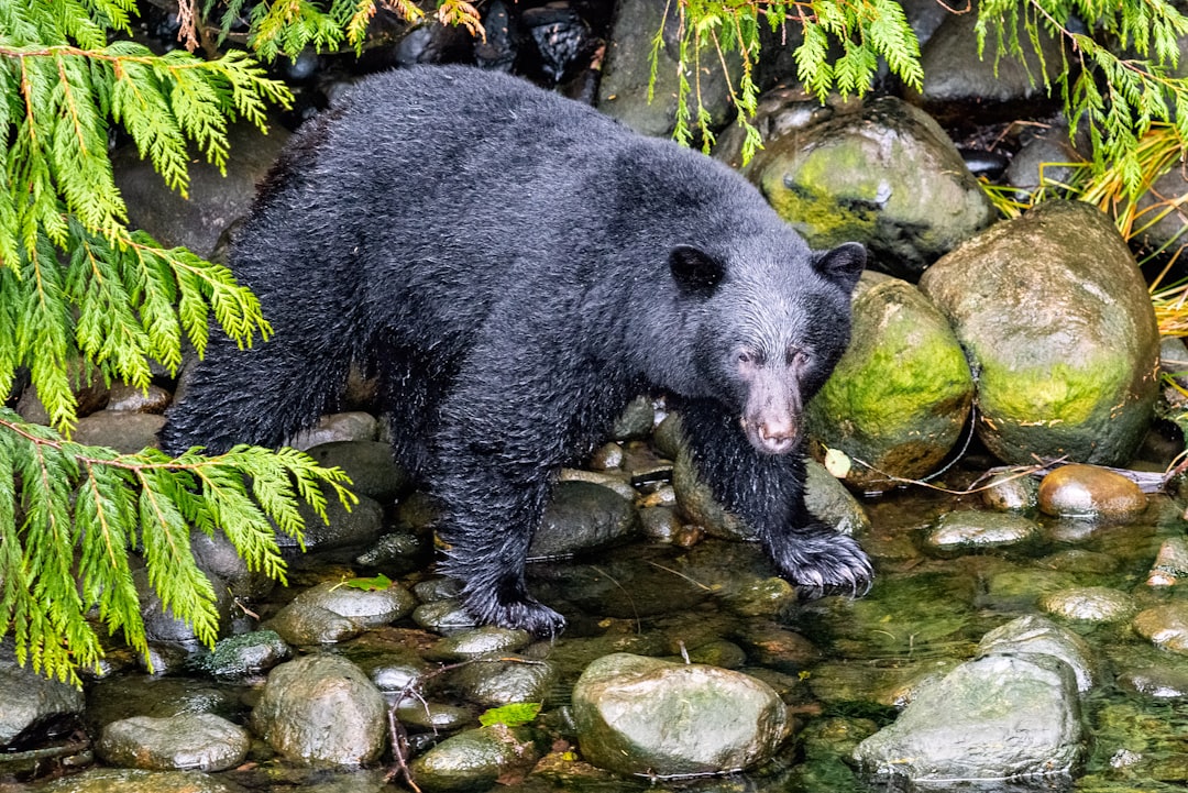 Vancouver Island Temperate Rainforest Black Bears Surfing