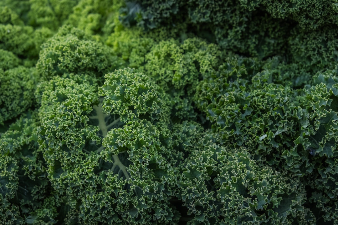 Kale Superfood Nutrition