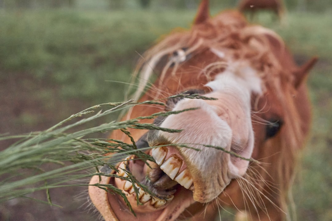 Horse Teeth Growth Dental Care Grazing