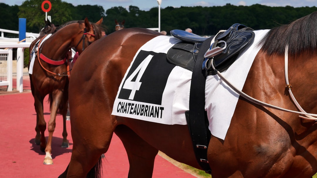 Horse Heart Size Anatomy Racing
