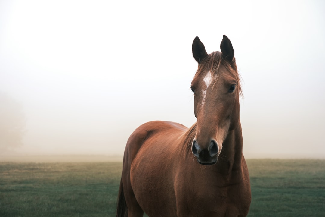 Horses Color Vision Dichromatic