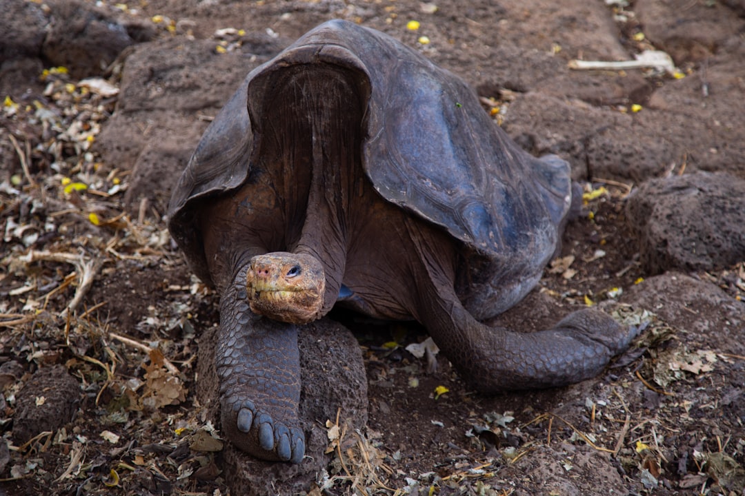 Aldabra Giant Tortoise Long Lifespan