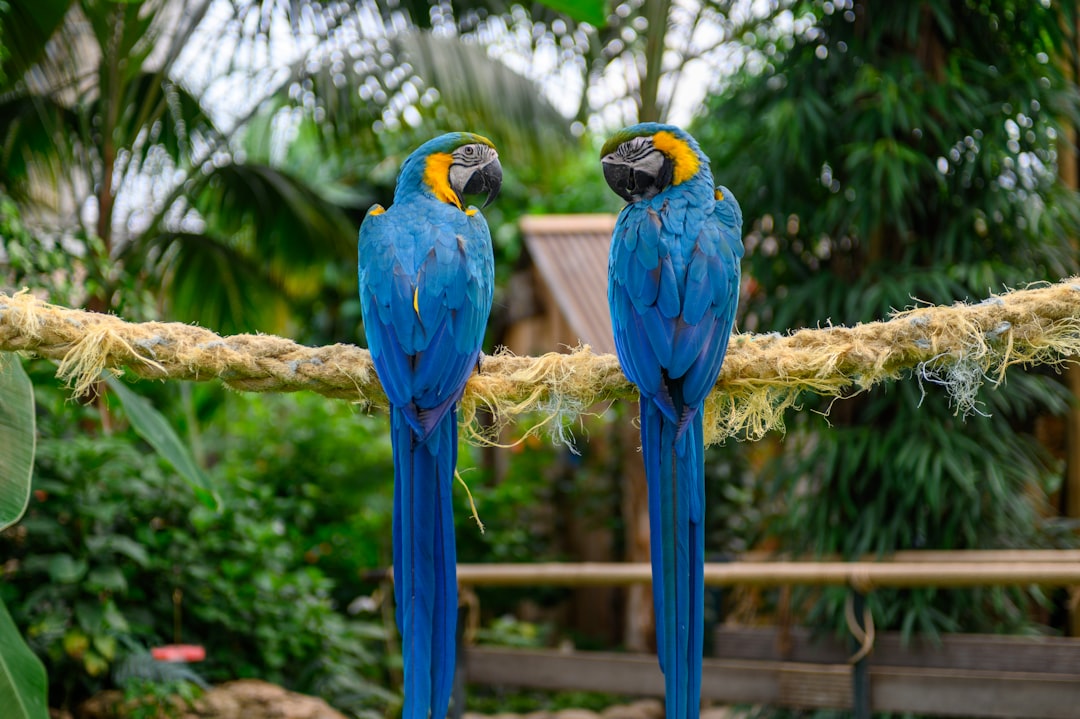 Blue And Gold Macaw Long Lifespan