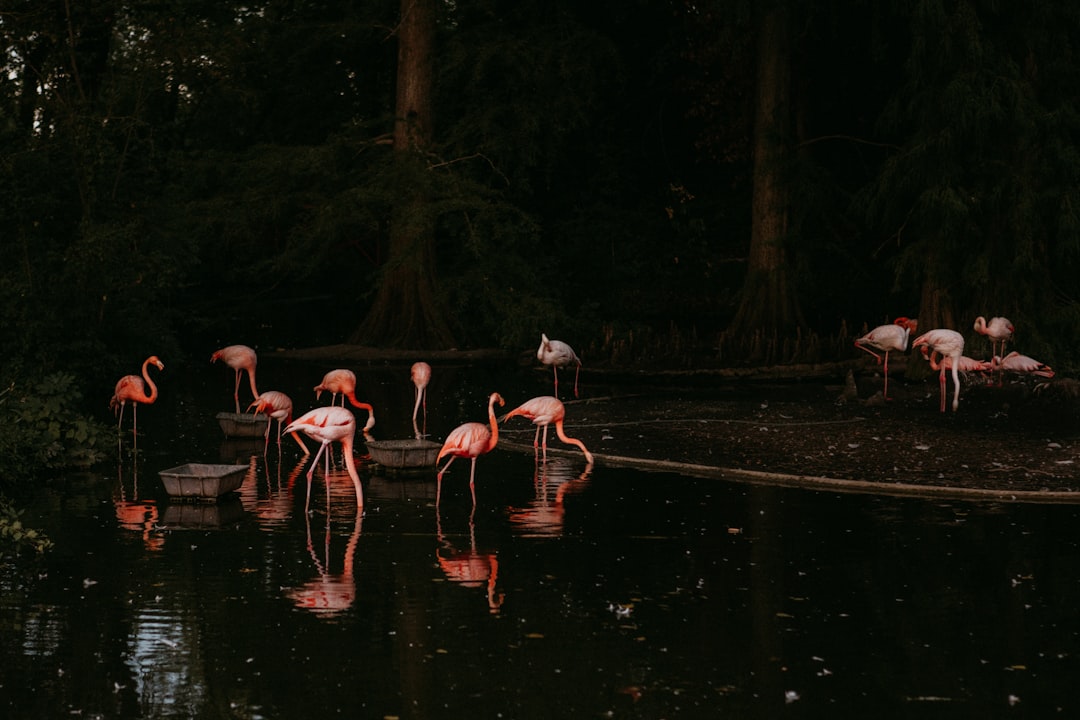 Flamingo Lifespan