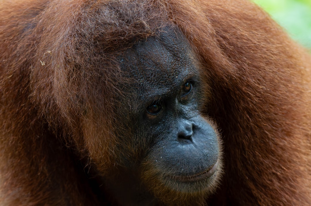 Orangutan Rainforest Habitat