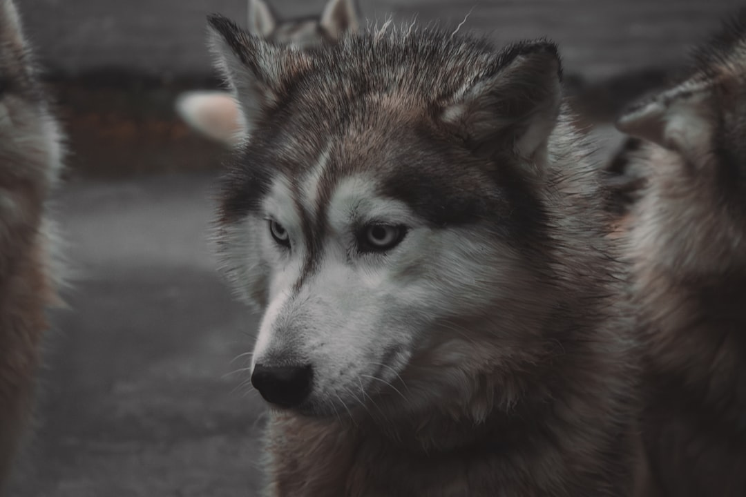 Siberian Husky Outdoor Adventure