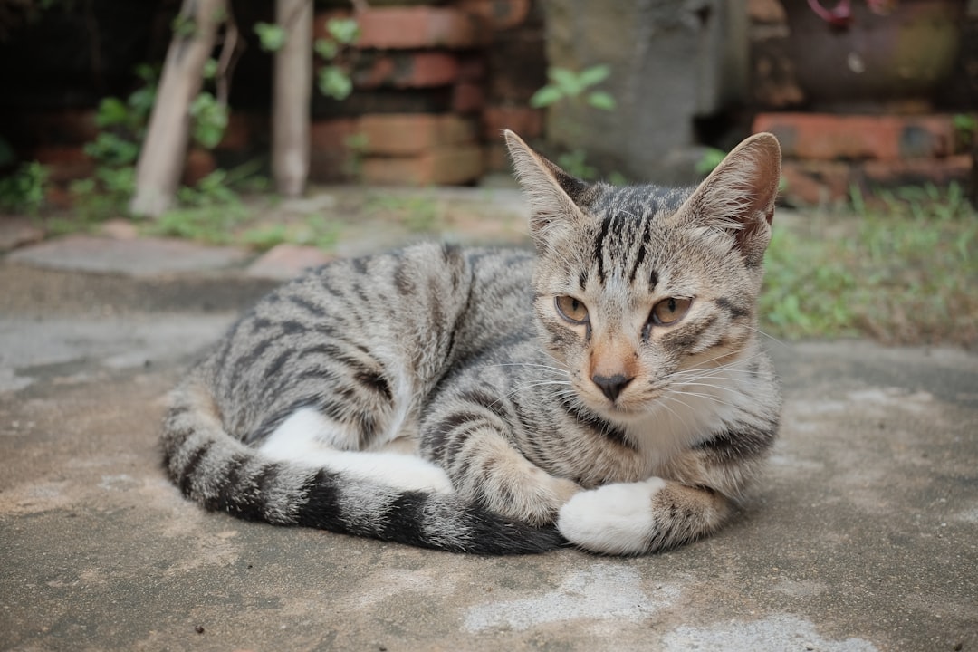 Birman Cat Adaptable Personality Pet