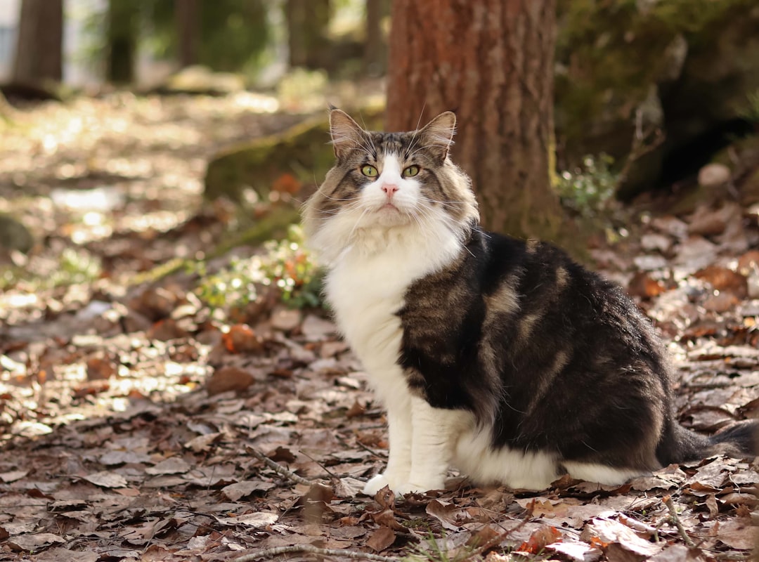 Norwegian Forest Cat Outdoor Nature Personality