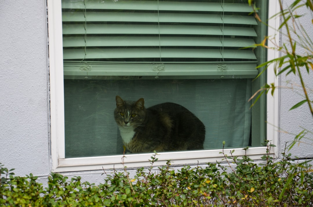 Neighbor Watching Pet Behavior