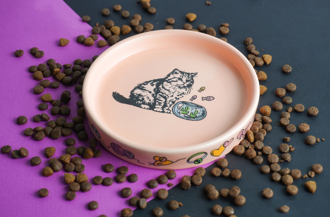 Clean Pet Food Bowls