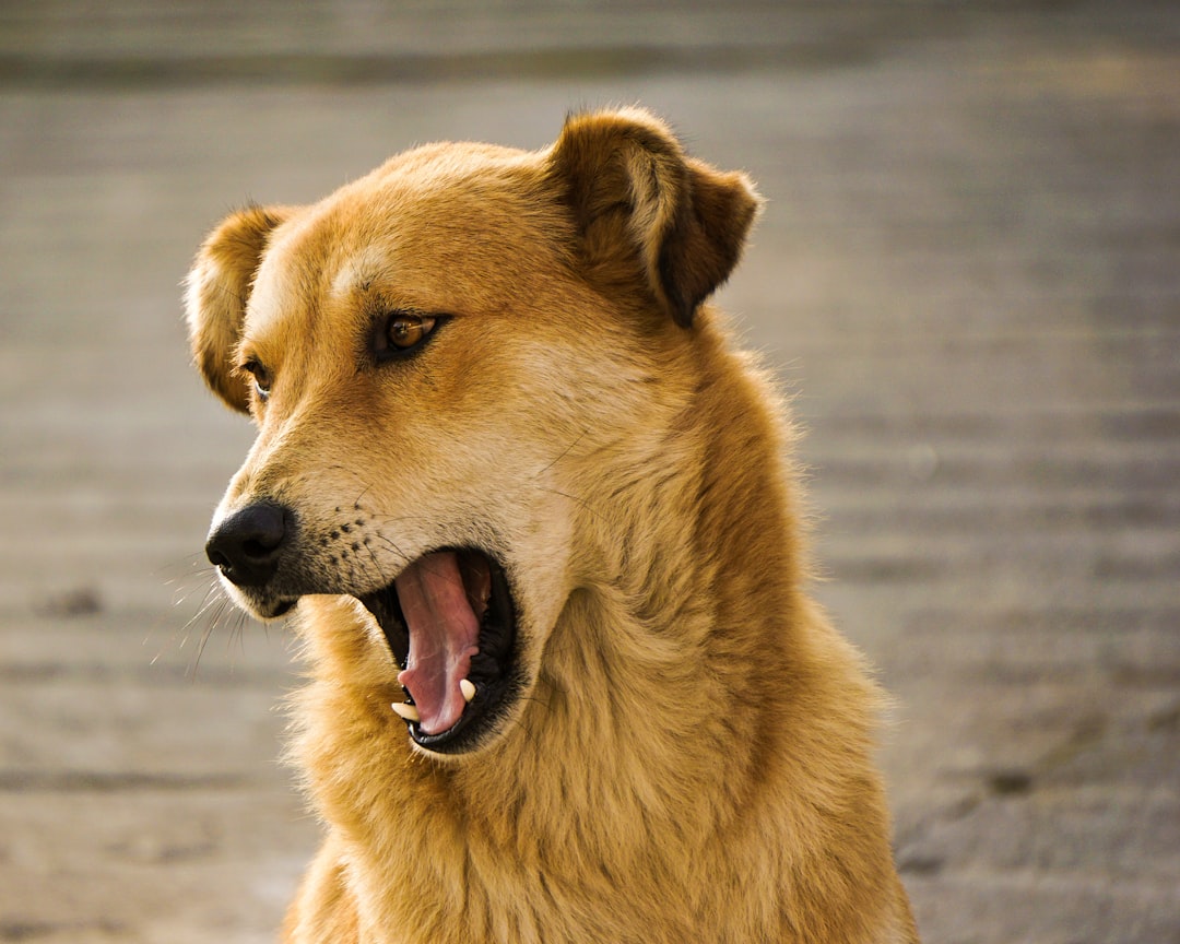 Dog Aggression Irritability Pain Signs