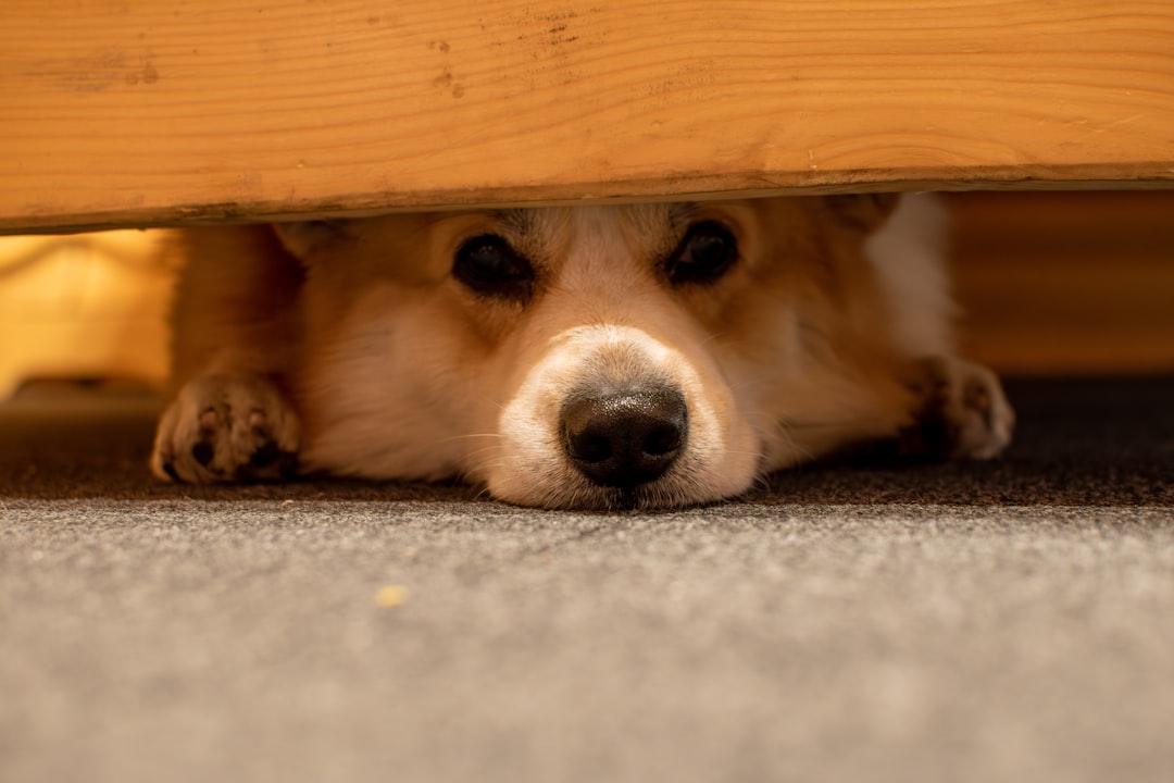 Dog Hiding Or Withdrawing In Pain