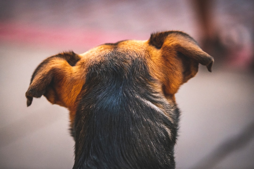 Dog Flattened Ears Signs Of Pain