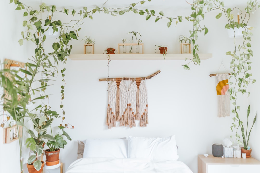 Spider Plant Indoor Bedroom