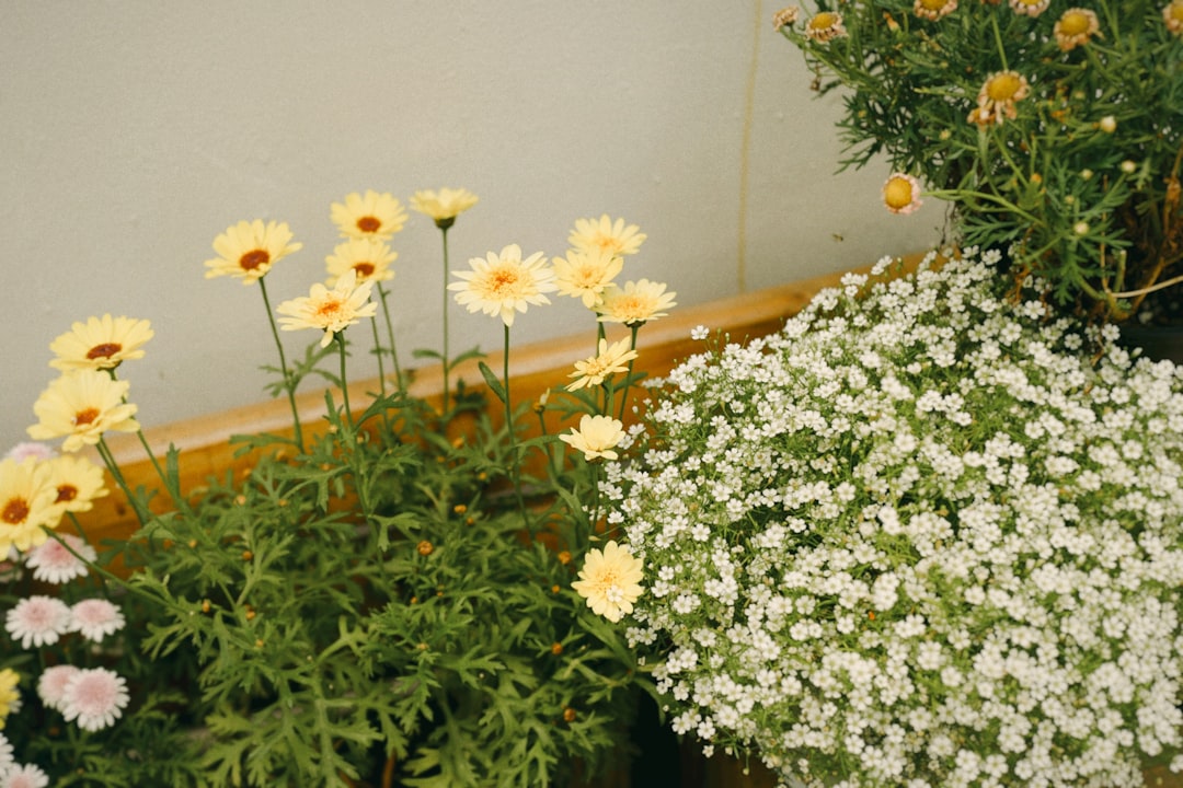 Chrysanthemum Indoor Plant Air Purification