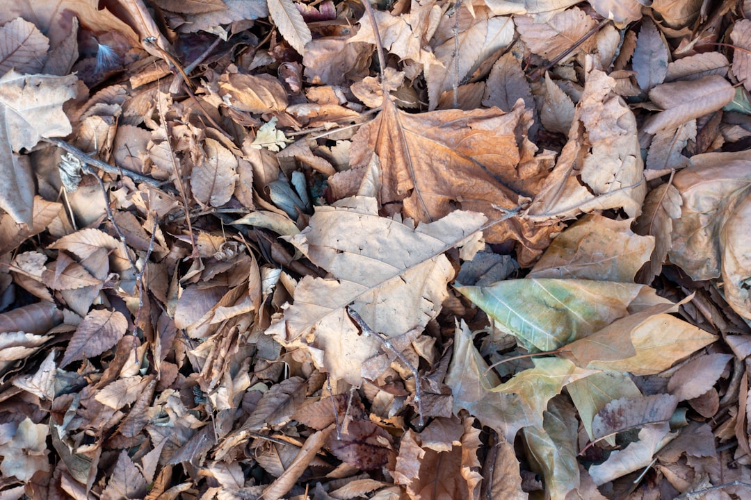 Leaf Blower Noise Pollution