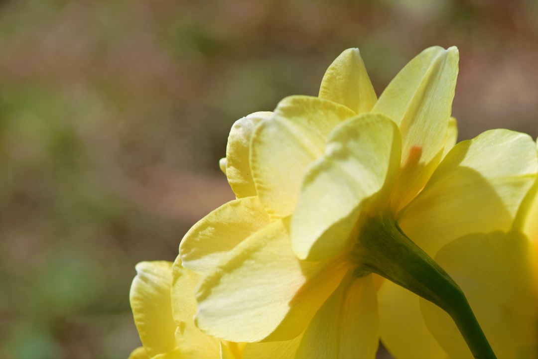 Daffodil Plant Toxicity Pets