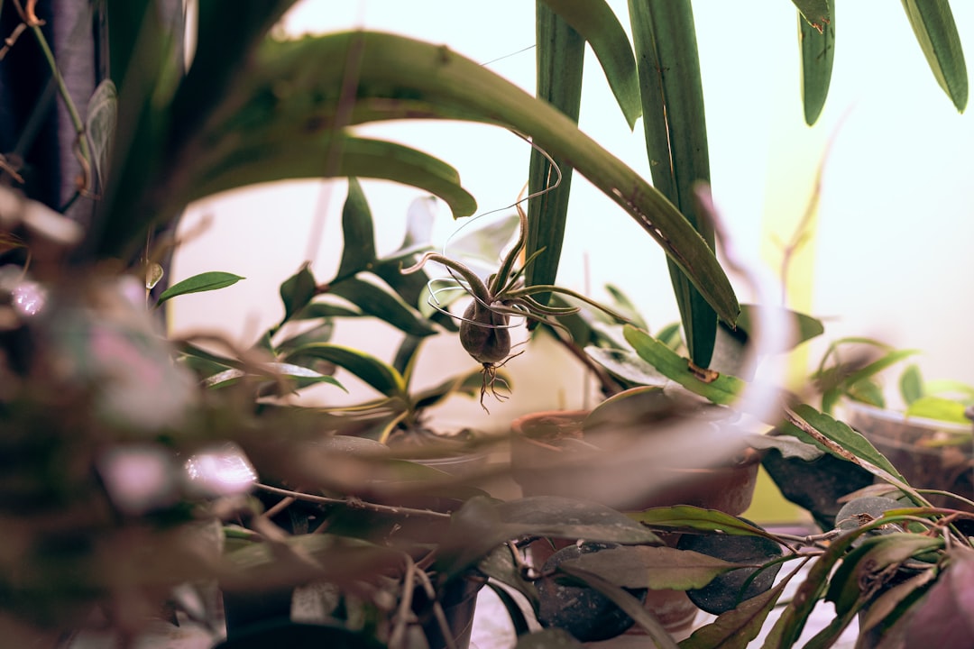 Oleander Plant Indoors Pets Danger