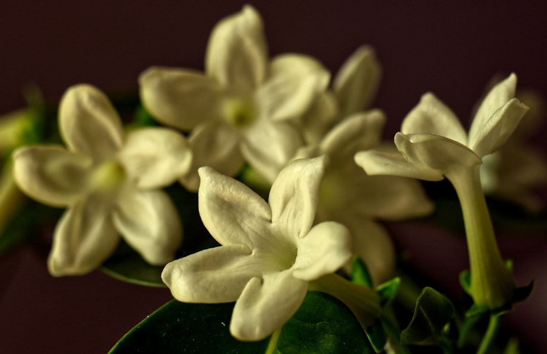 Jasmine Essential Oil Stress Relief